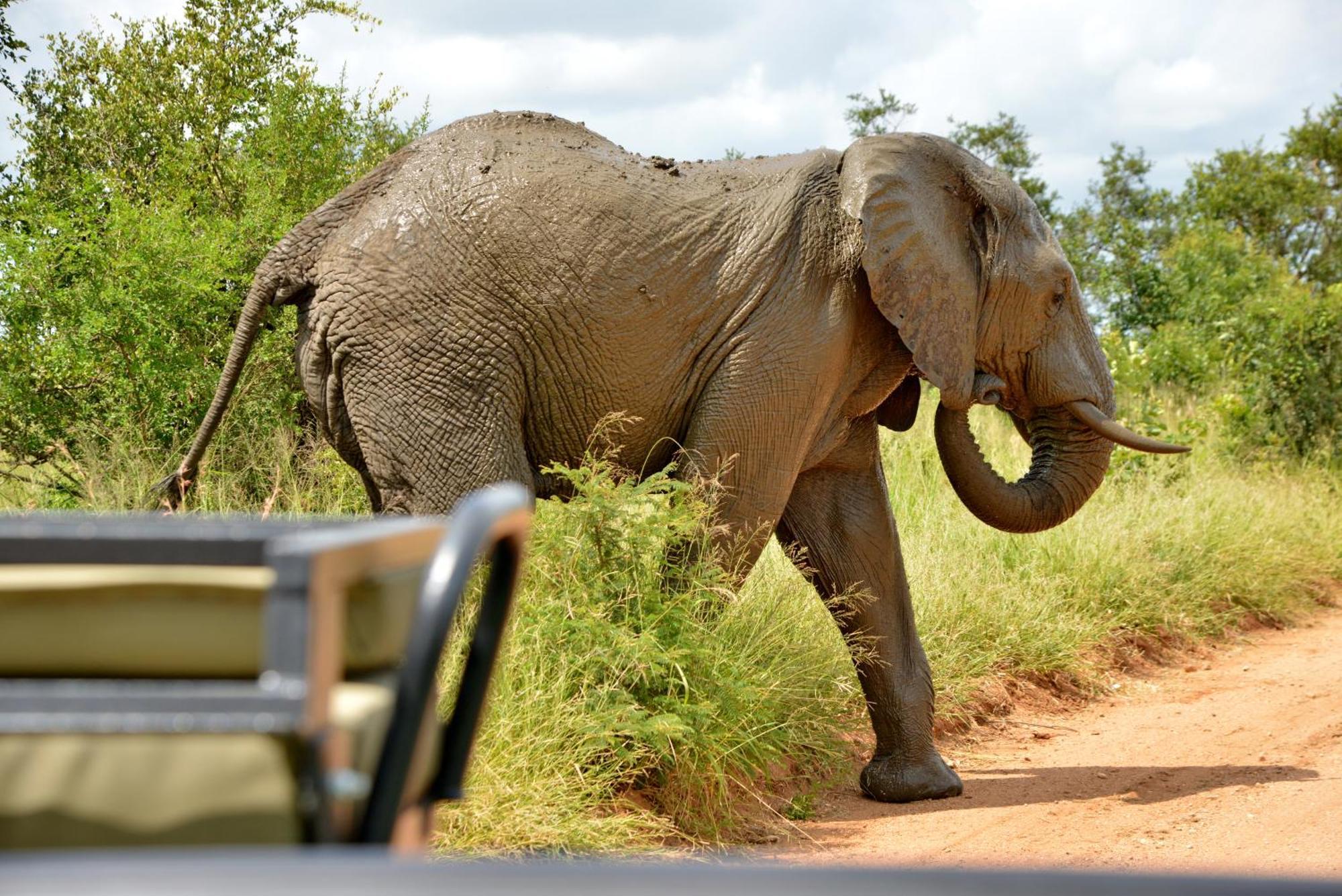 Kruger Safari Lodge Manyeleti Doğa Koruma Alanı Dış mekan fotoğraf